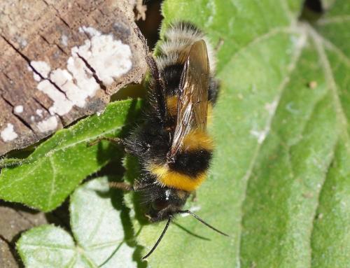 Réf. 147 661 : Bombus hortorum