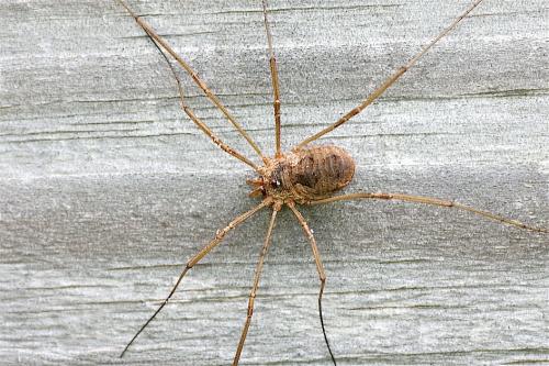 Phalangium opilio