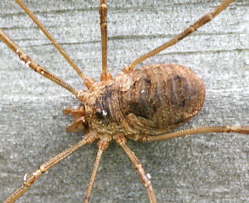 Phalangium opilio