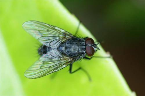 Helina sp.