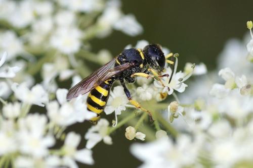 Réf. 147 212 : Ectemnius sp.