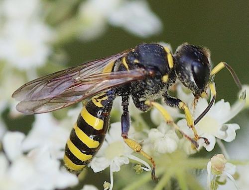 Réf. 147 303 : Ectemnius sp.