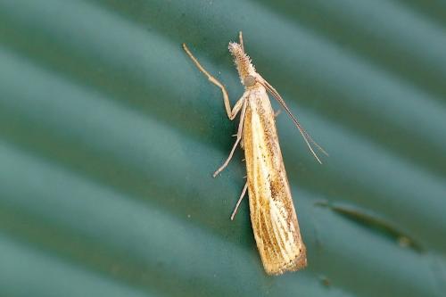 Réf. 147 827 : Agriphila inquinatella