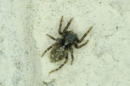 Réf. 147 829 : Pseudeuophrys sp.