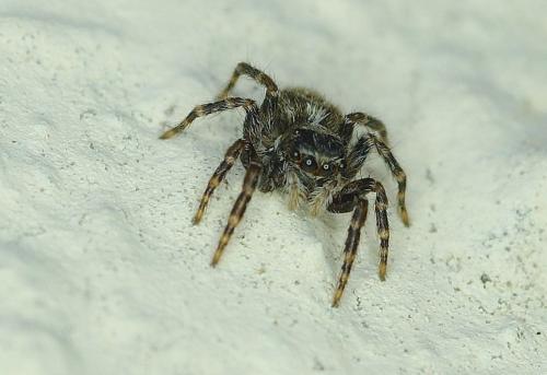 Réf. 147 859 : Pseudeuophrys sp.
