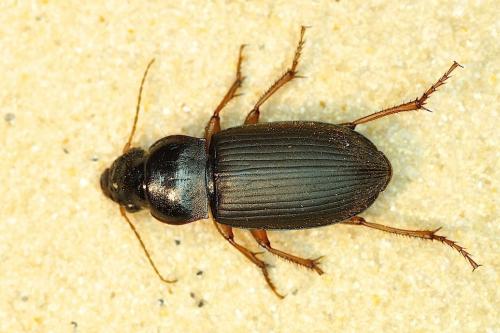 Pseudoophonus rufipes