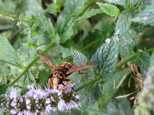 Réf. 147 883 : Milesia crabroniformis