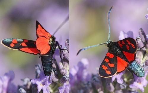 Réf. 147 512 : Zygaena transalpina