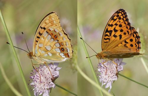 Argynnis adippe