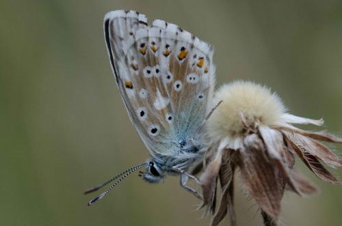 Polyommatus coridon