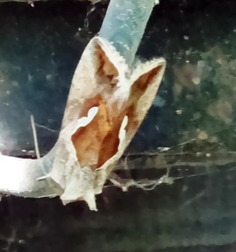 Macdunnoughia confusa