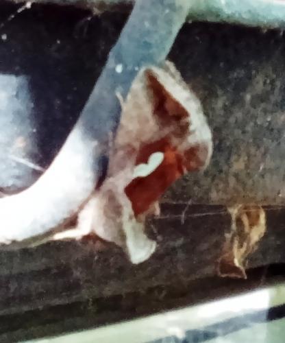 Macdunnoughia confusa