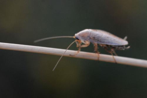 Ectobius sp.