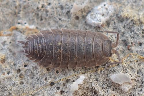 Porcellio sp.