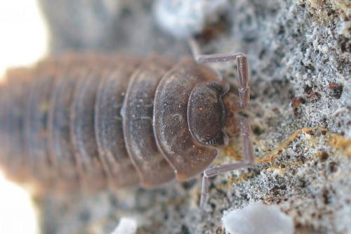 Porcellio sp.