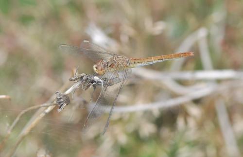 Sympetrum meridionale