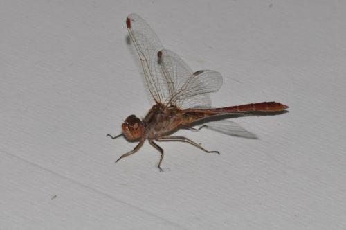 Sympetrum meridionale