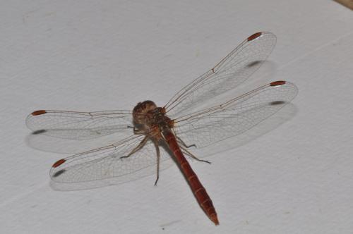 Sympetrum meridionale