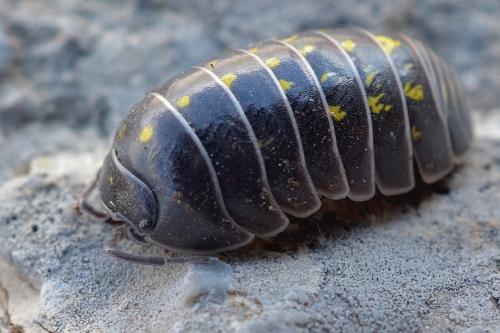Armadillidium vulgare