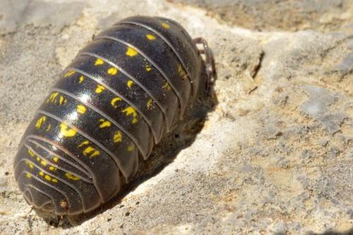 Armadillidium vulgare