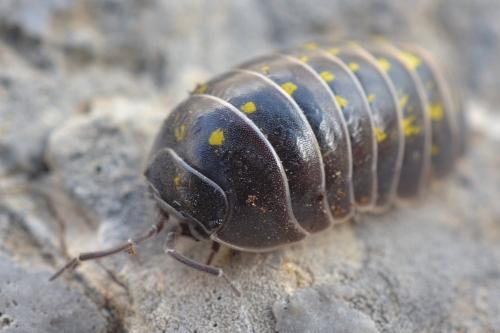 Réf. 147 511 : Armadillidium vulgare