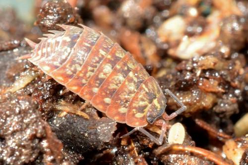 Réf. 147 399 : Tiroloscia pyrenaica
