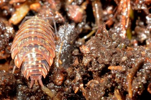 Tiroloscia pyrenaica