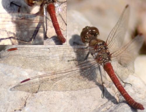 Sympetrum sp.