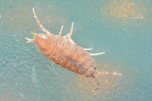 Réf. 147 424 : Porcellionides pruinosus