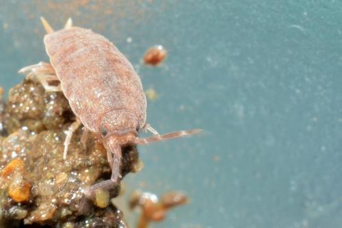 Porcellionides pruinosus