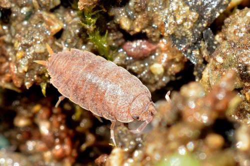 Porcellionides pruinosus
