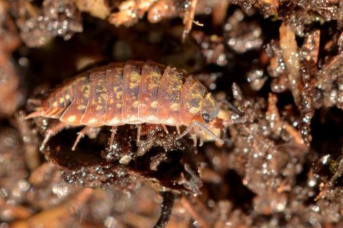 Tiroloscia pyrenaica