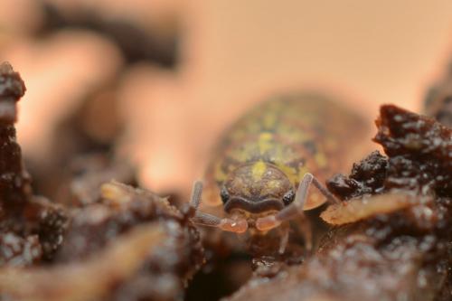 Tiroloscia pyrenaica