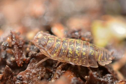 Réf. 147 391 : Porcellio pyrenaeus