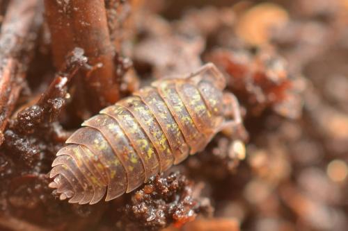 Réf. 147 392 : Porcellio pyrenaeus