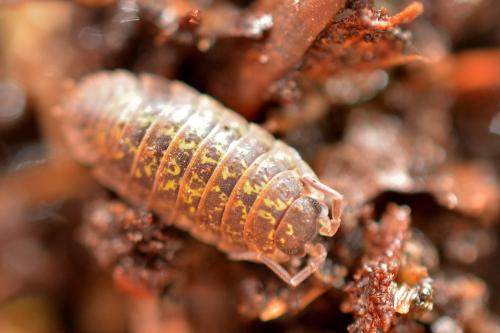 Réf. 147 396 : Porcellio pyrenaeus