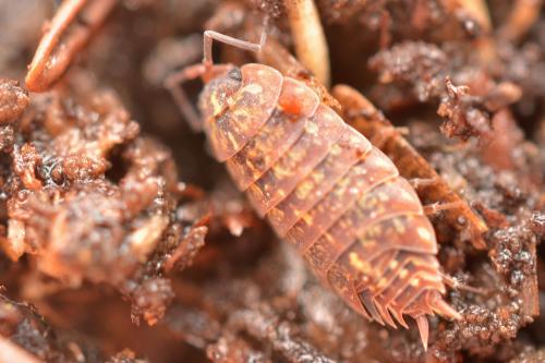 Tiroloscia pyrenaica