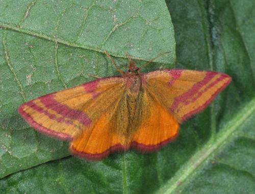 Réf. 147 569 : Lythria cruentaria