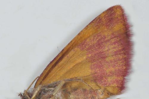 Réf. 147 632 : Lythria cruentaria