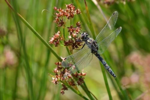 Leucorrhinia dubia