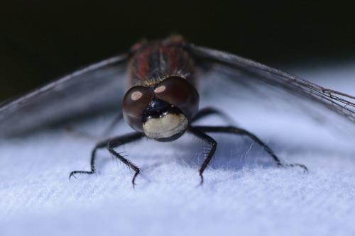 Leucorrhinia dubia