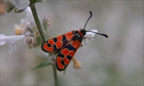 Réf. 147 152 : Zygaena fausta
