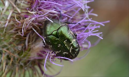 Réf. 147 153 : Potosia cuprea