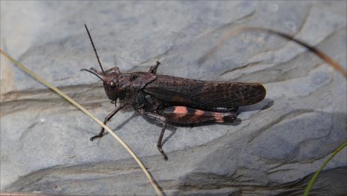 Réf. 147 151 : Psophus stridulus stridulus