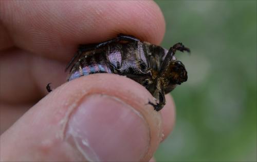 Réf. 147 154 : Potosia cuprea