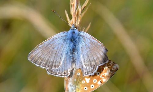 Réf. 147 418 : Polyommatus coridon