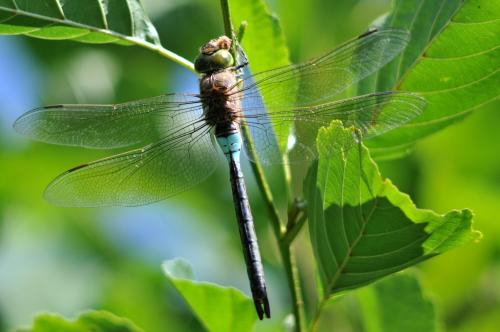 Réf. 147 130 : Anax parthenope