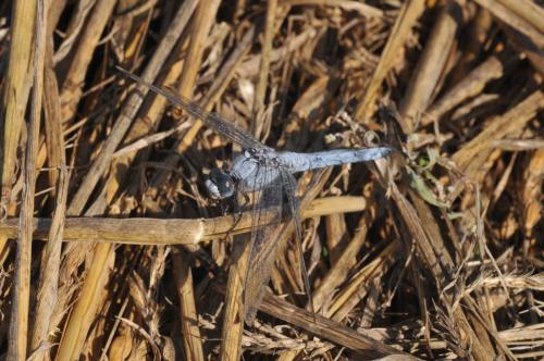 Orthetrum brunneum