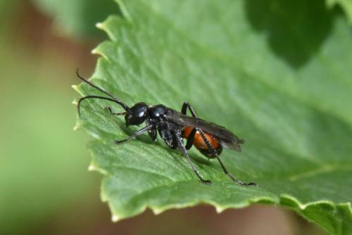 Réf. 147 371 : Caliadurgus fasciatellus