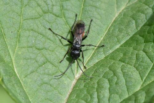 Réf. 147 376 : Caliadurgus fasciatellus